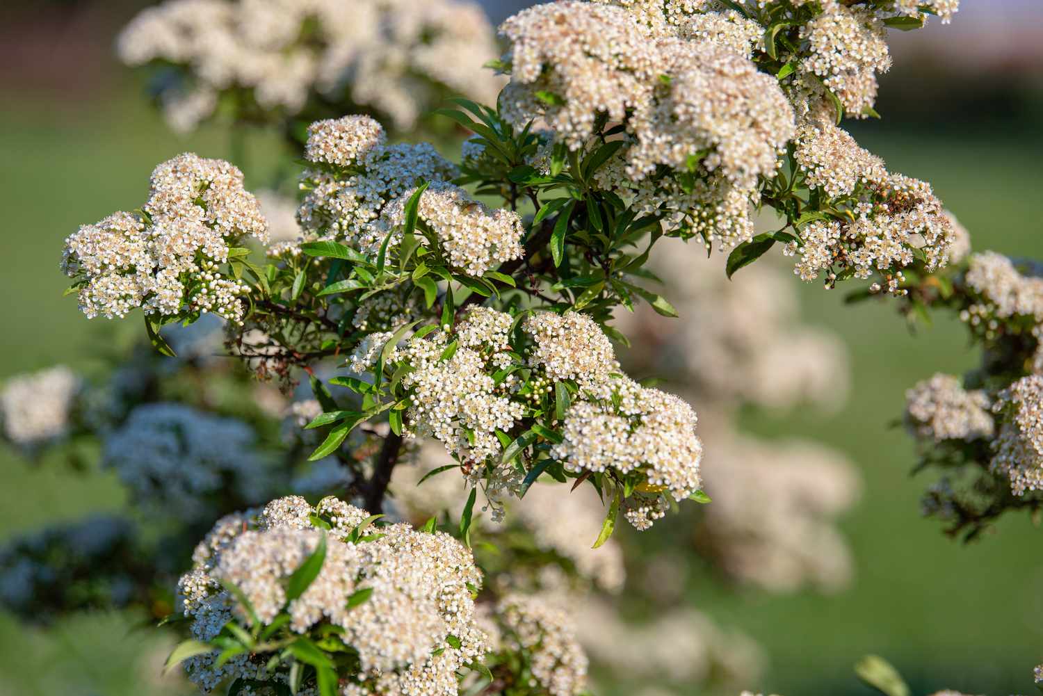 Firethorn shrub branch with cluster of small white flowers in sunlight