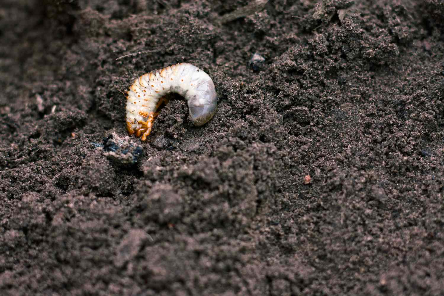 Rasenkäfer im Boden