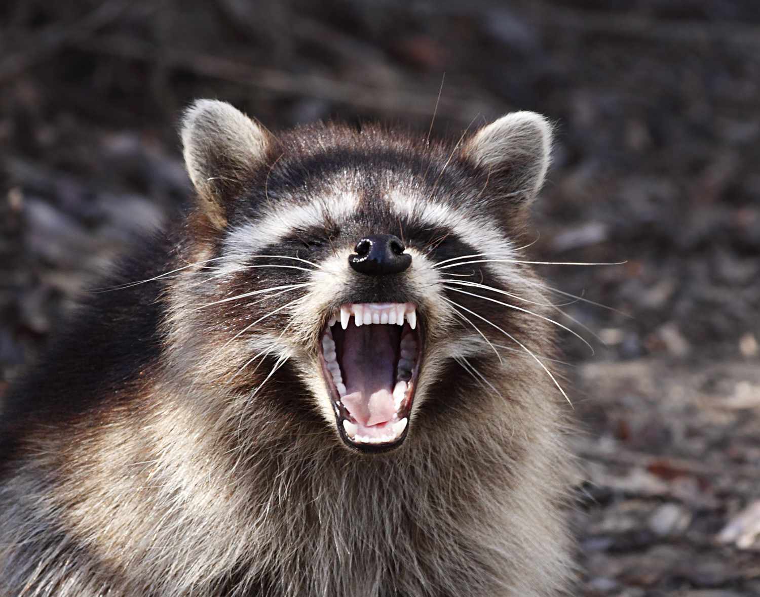 Un raton laveur territorial porte agressivement ses dents pour faire fuir toute menace.