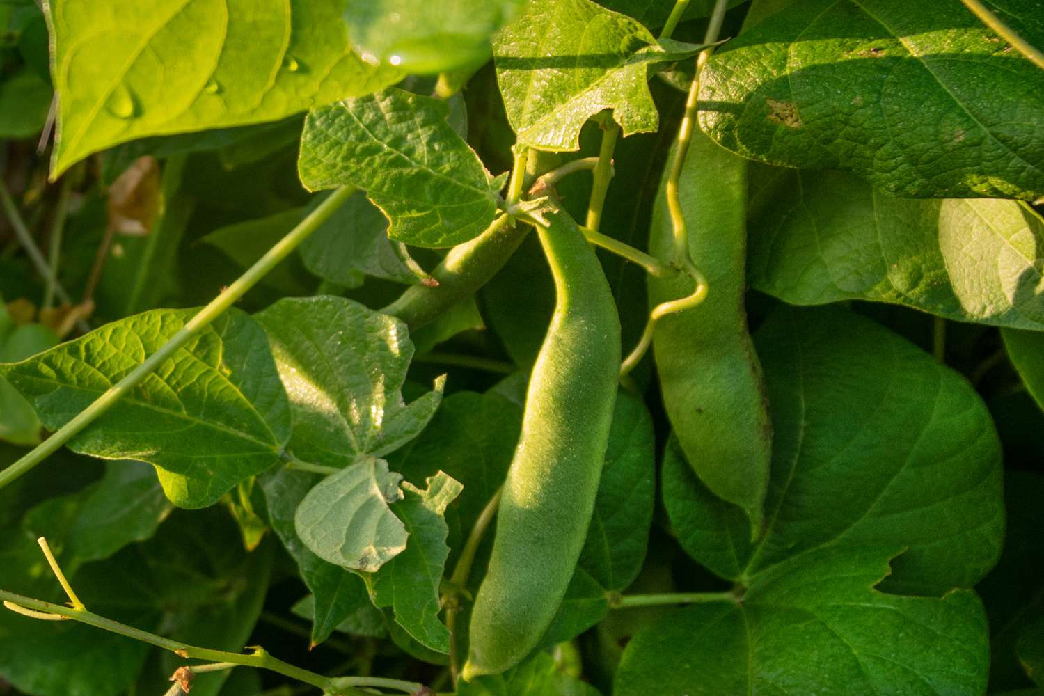 Heirloom pole beans hanging from vine with large leaves surrounding closeup
