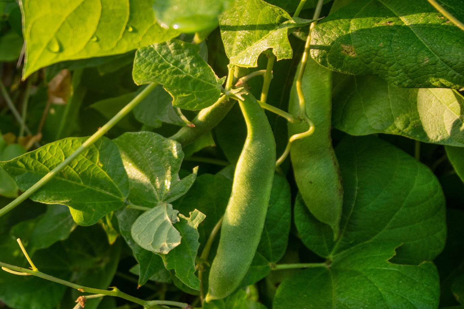 Heirloom Stangenbohnen hängen an der Rebe mit großen Blättern in Nahaufnahme