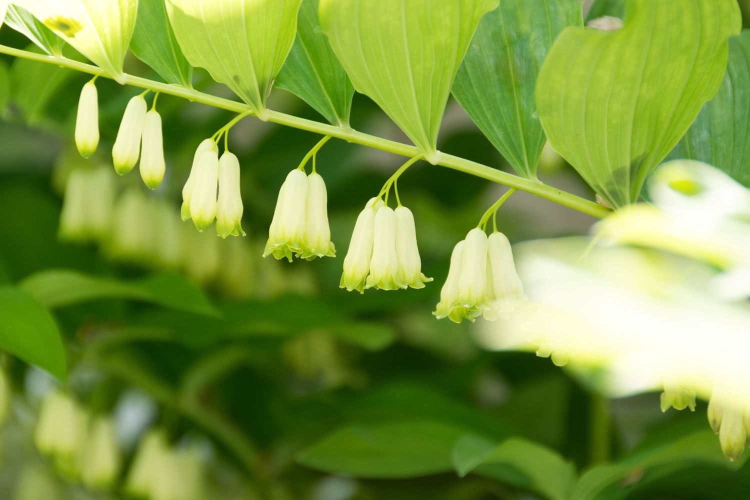 Polygonatum biflorum