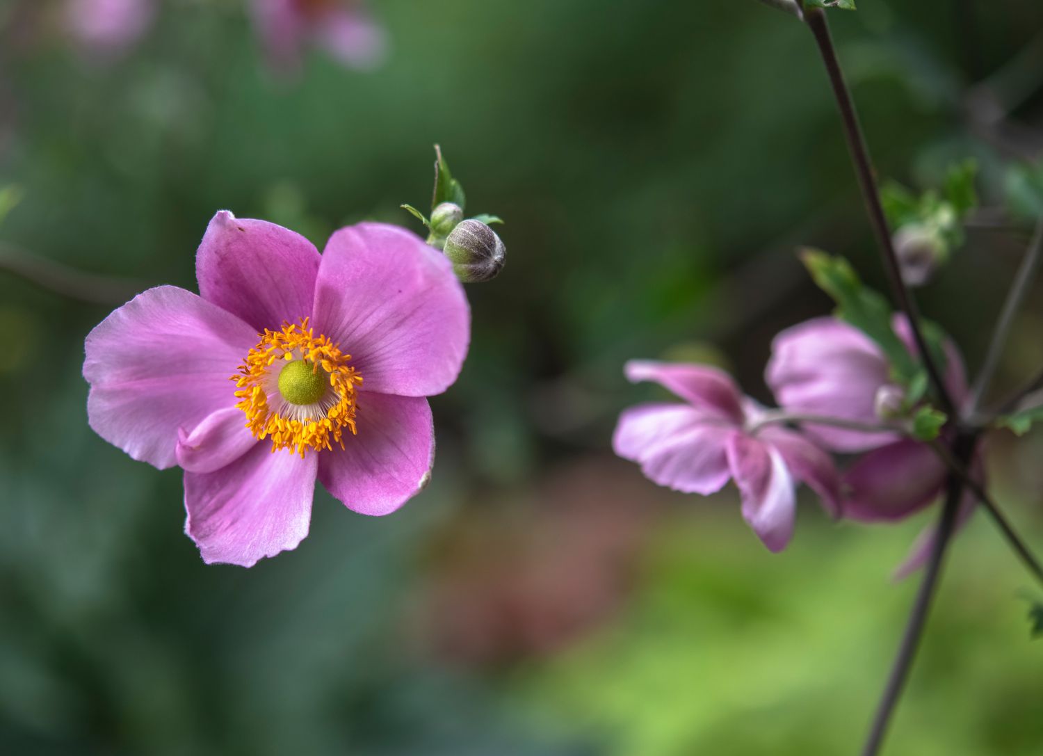 'Hadspen abundance' Anemonenblüten und Knospen mit rosa Blütenblättern und gelben Staubbeuteln