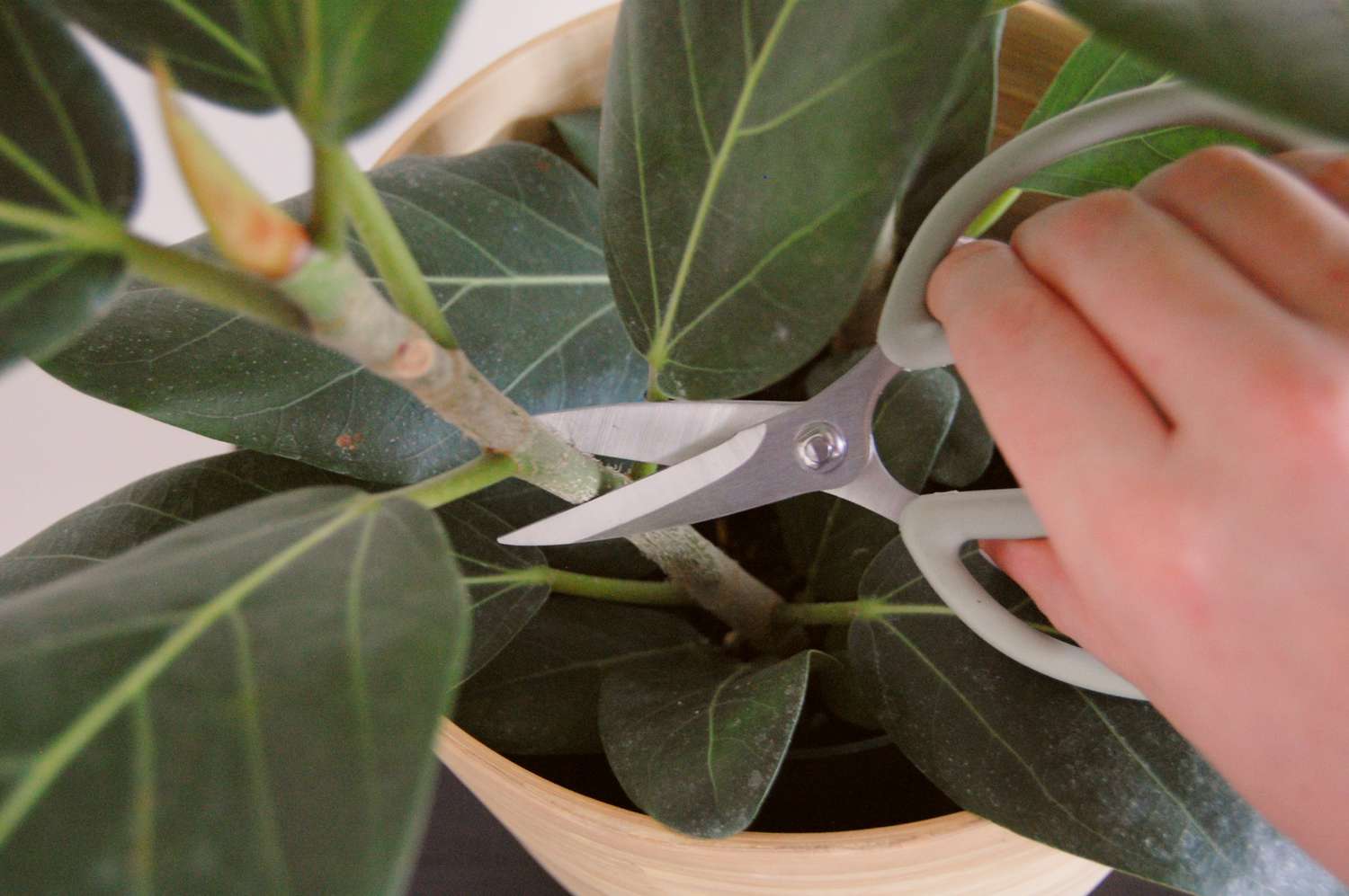 Taking a stem cutting of a ficus audrey tree with small scissor-like pruners.