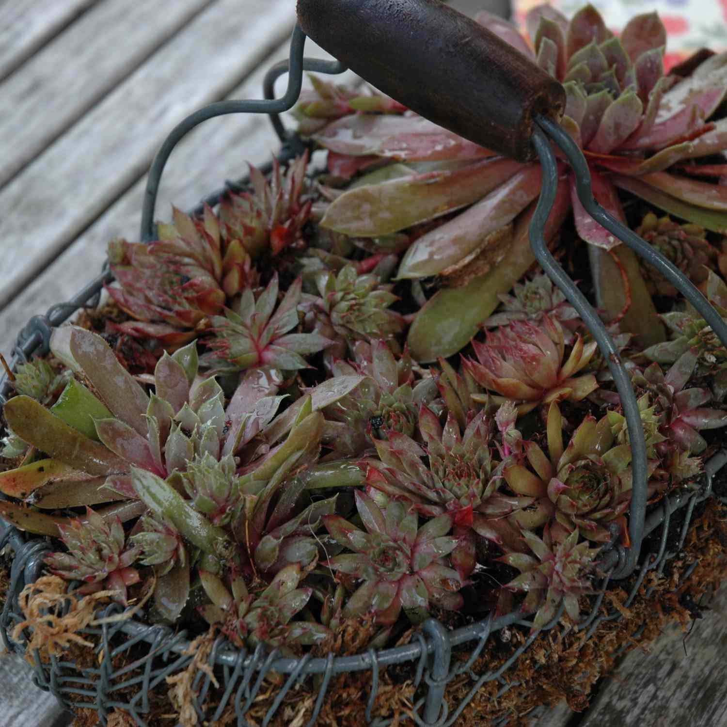 imagen de jardinería de contenedores de plantas suculentas en una cesta de metal
