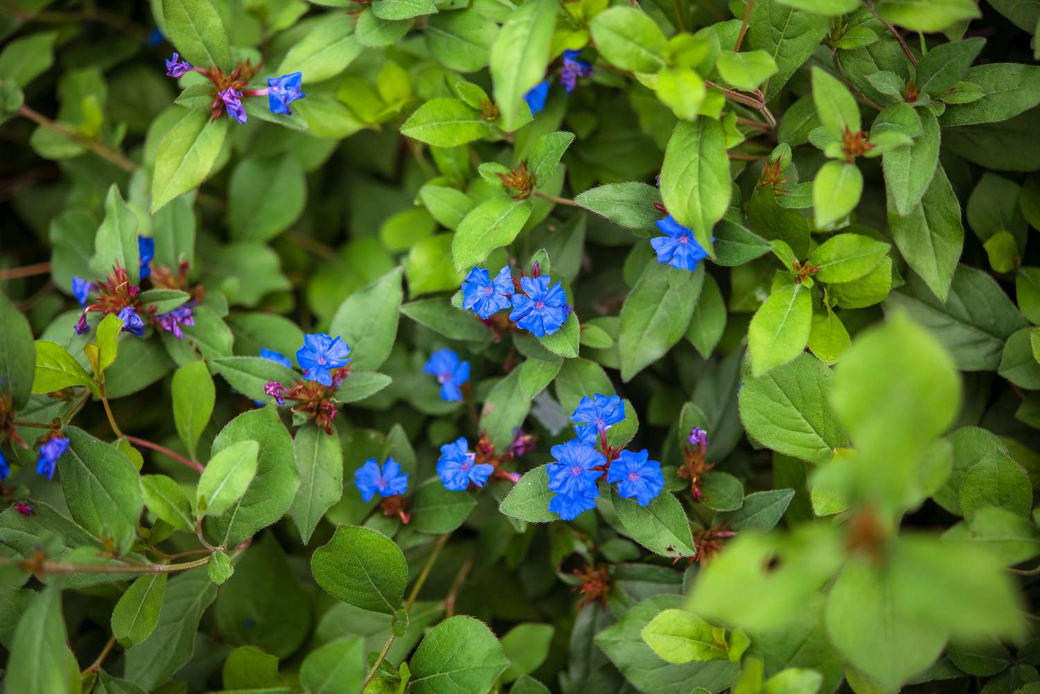 Bleikrautpflanze mit leuchtend blauen Blüten, umgeben von hellgrünen Blättern