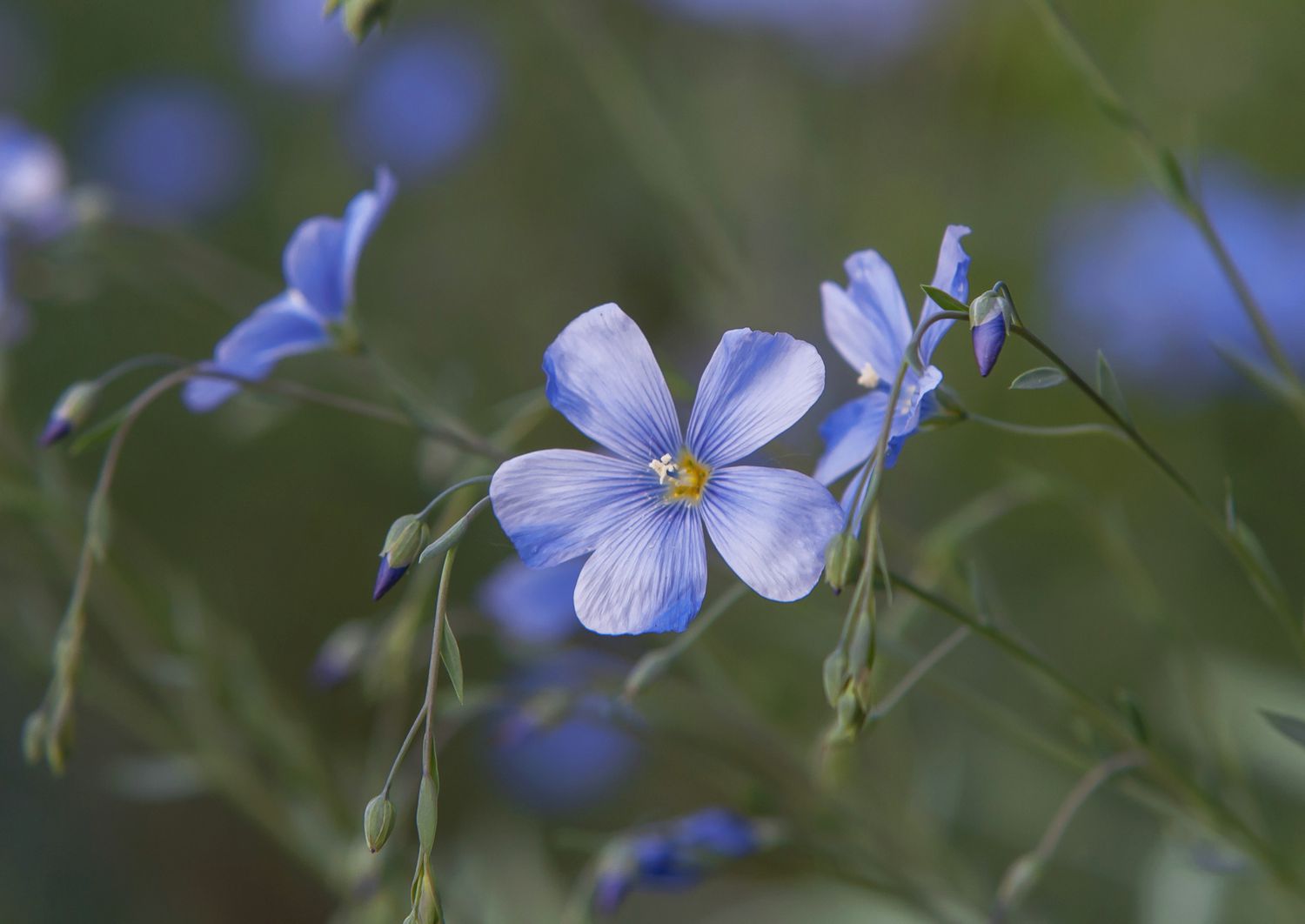 Flor de lino con pétalos azules y capullos creciendo de cerca
