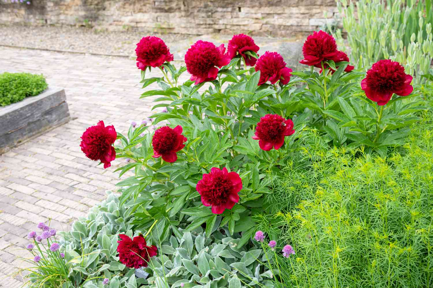 'Red Charm' Pfingstrosenstrauch mit großen tiefroten Blüten im Garten