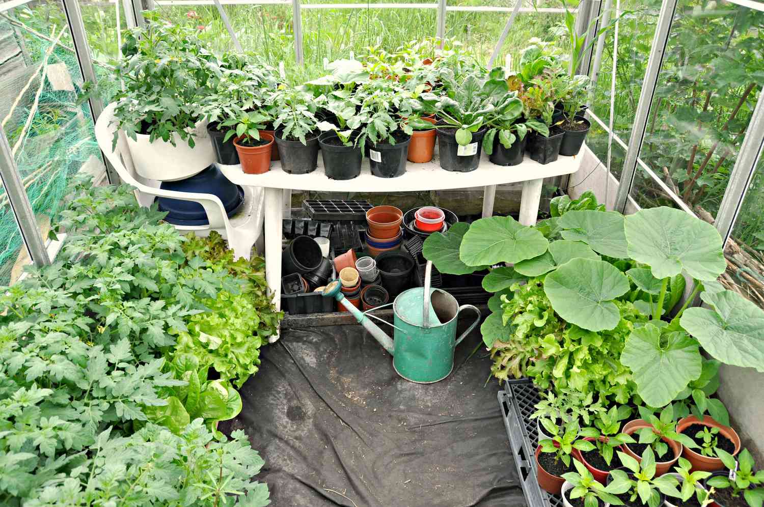 Invernadero con muchos plantones de hortalizas creciendo en un rincón soleado