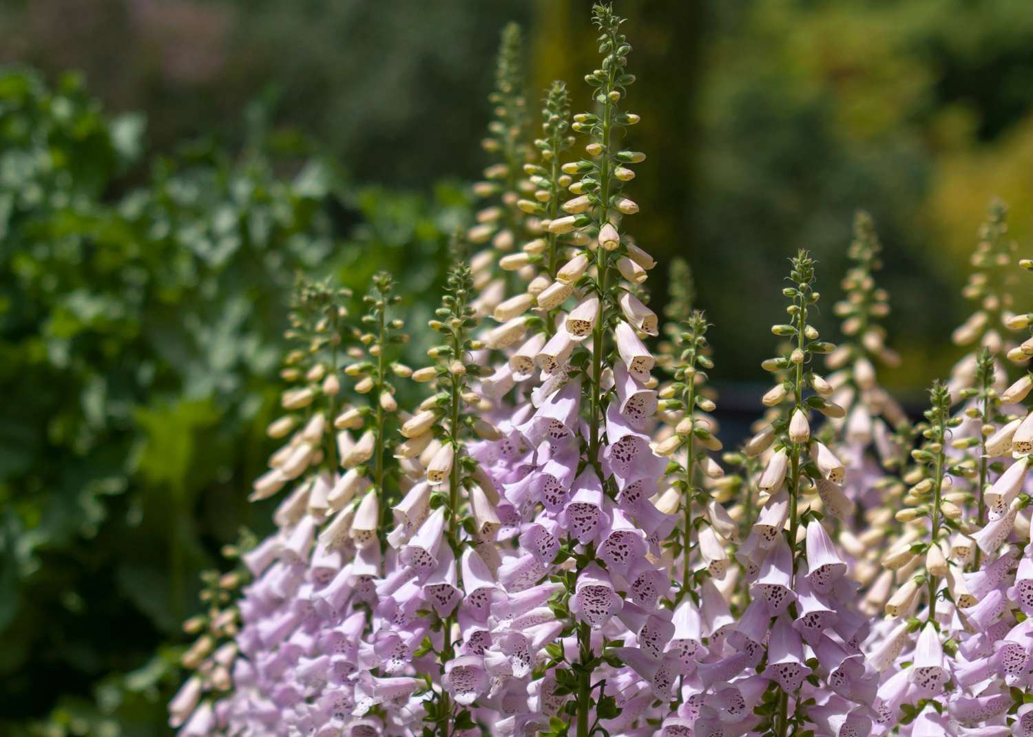 foxglove