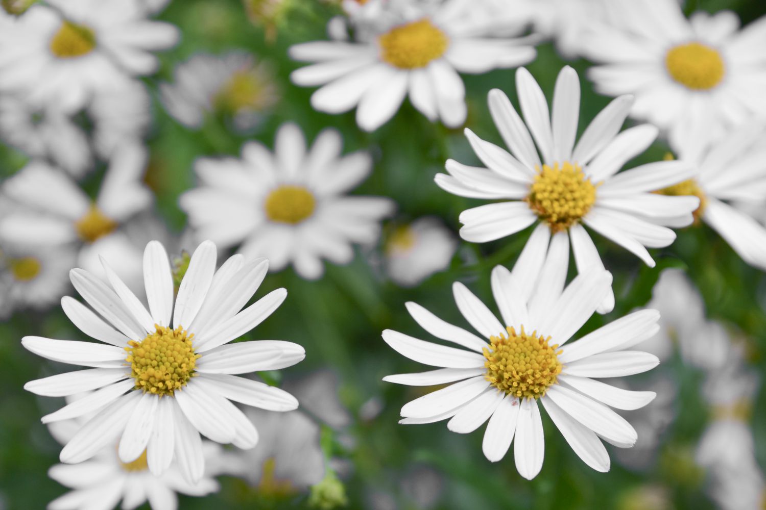 Mexican fleabane flowers with white daisy-like petals and yellow pollen centers closeup