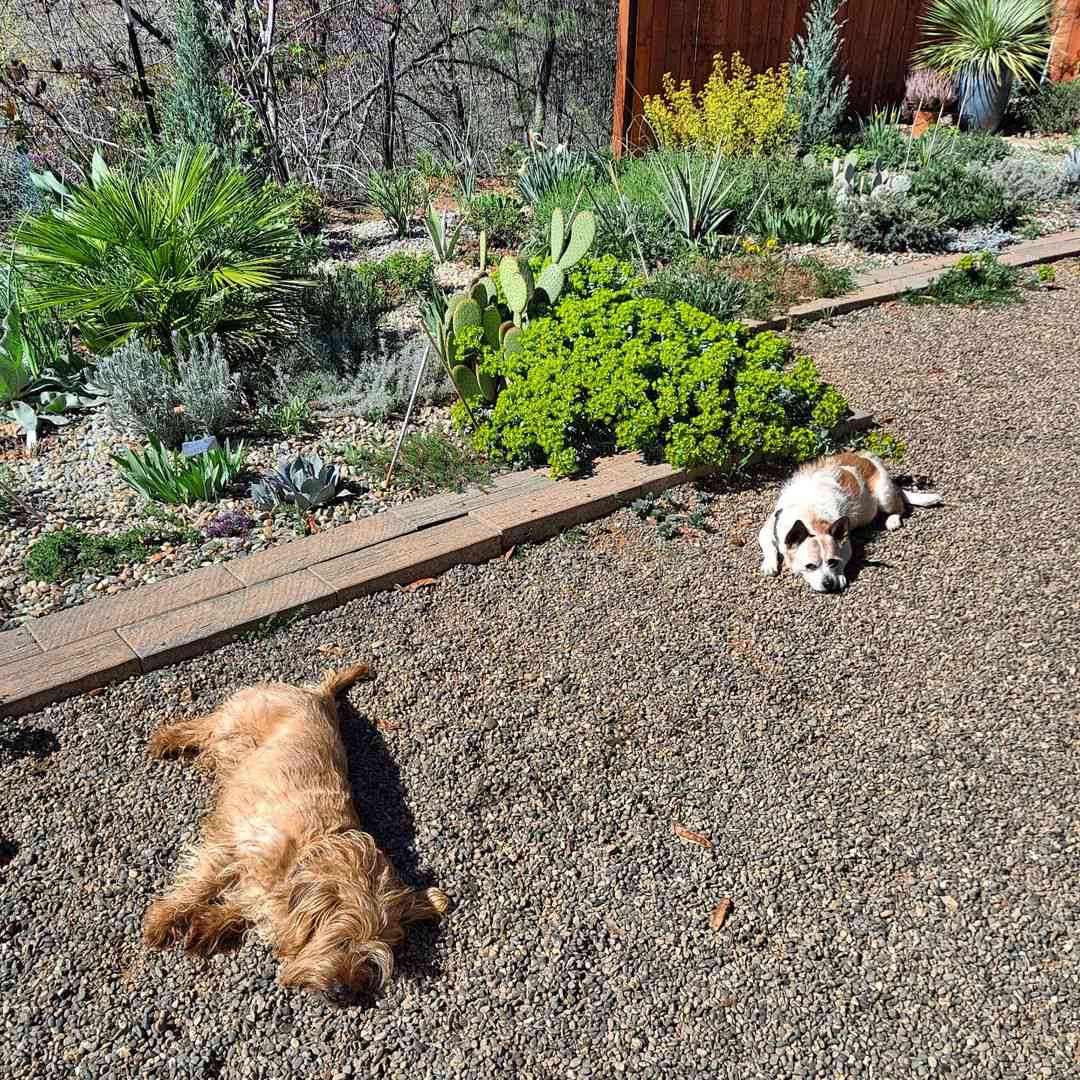 Passarela de cascalho em um jardim deserto com dois cachorros deitados no cascalho