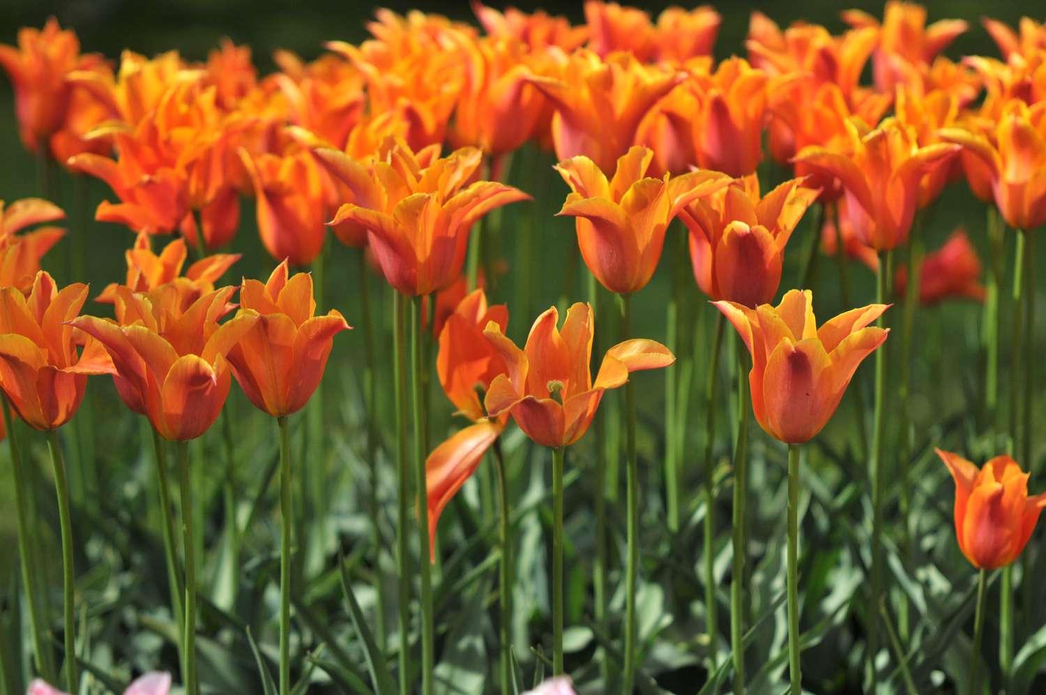 Blühende orangefarbene Ballerina-Tulpen 