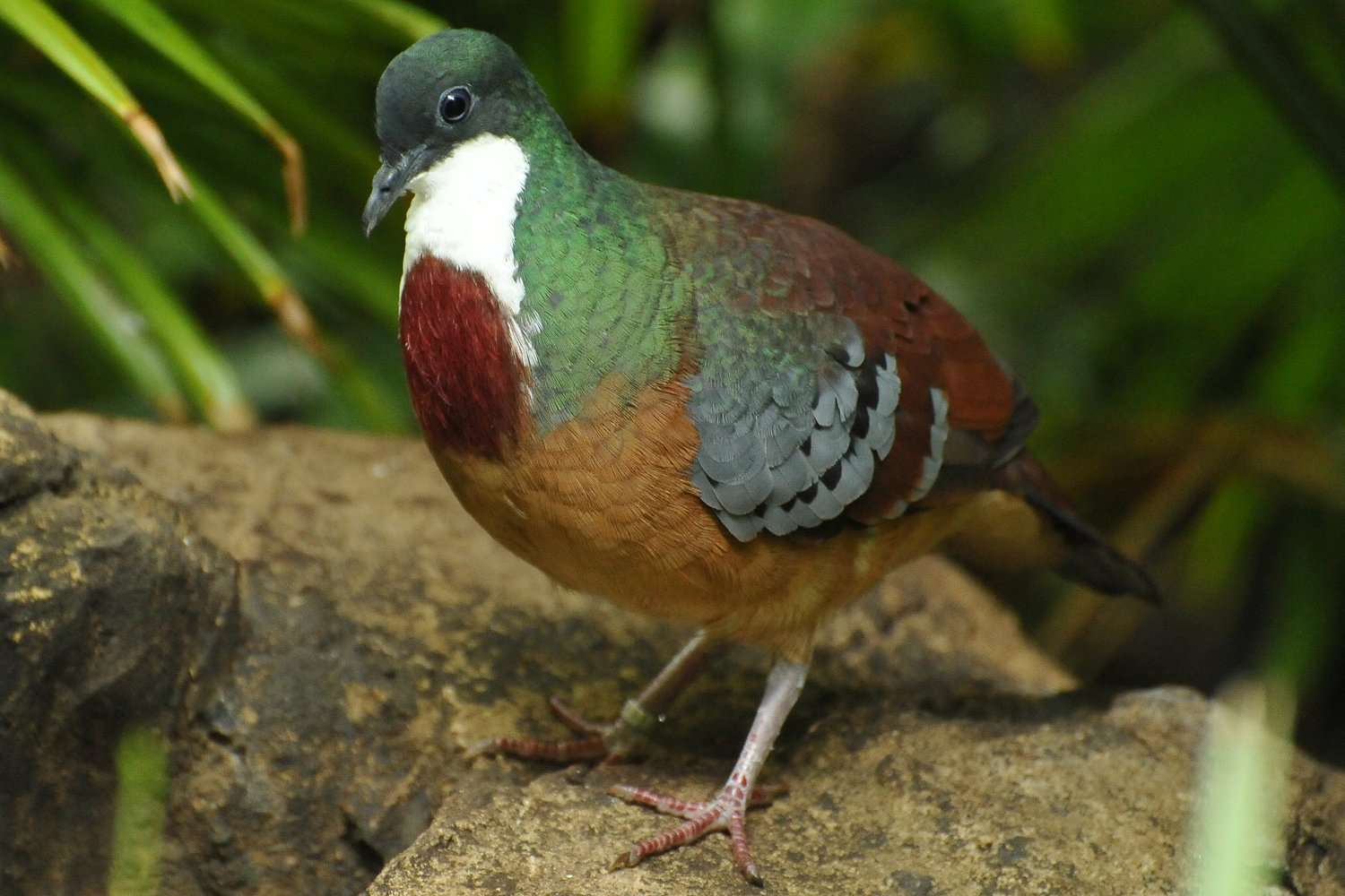 Mindanao Bleeding-Heart