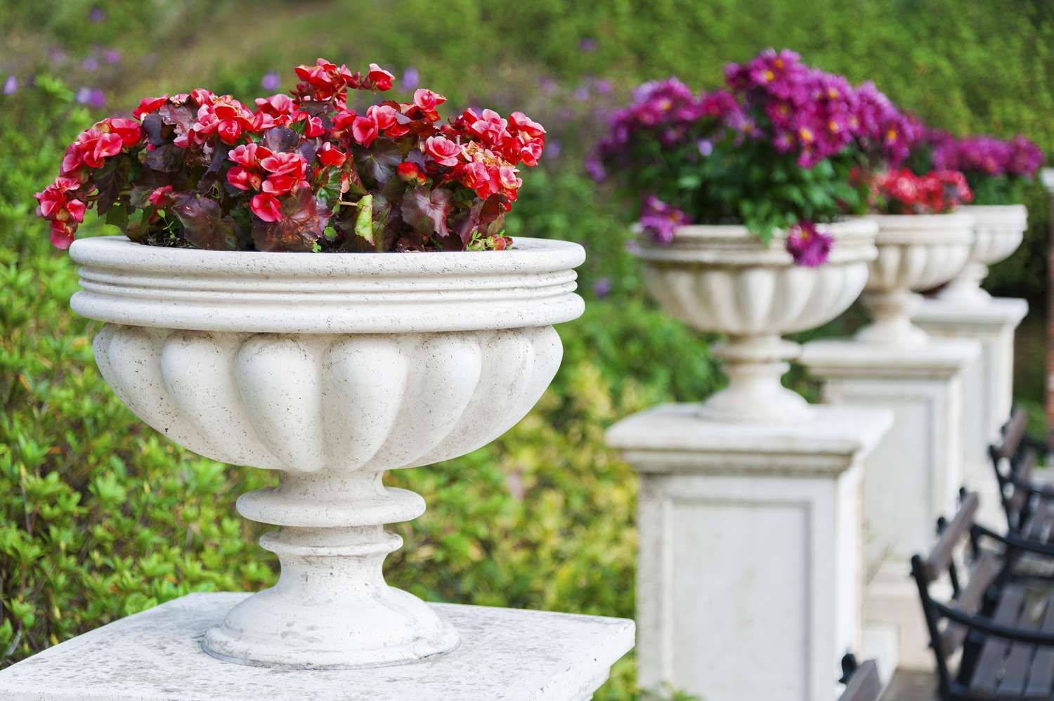 Begonia Patio Plants