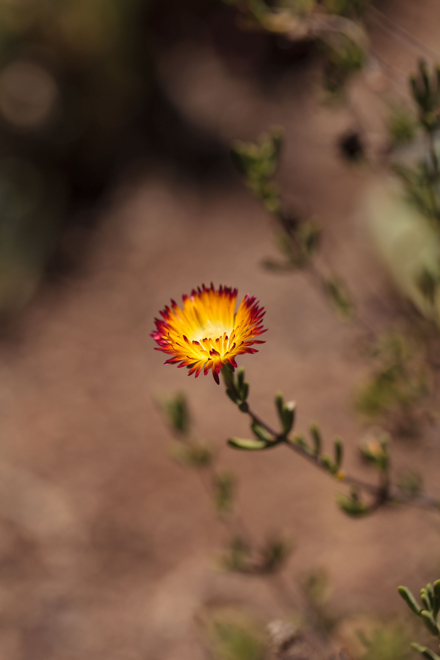 Royal Dewflower (Drosanthemum speciosum) floresce no deserto no verão.
