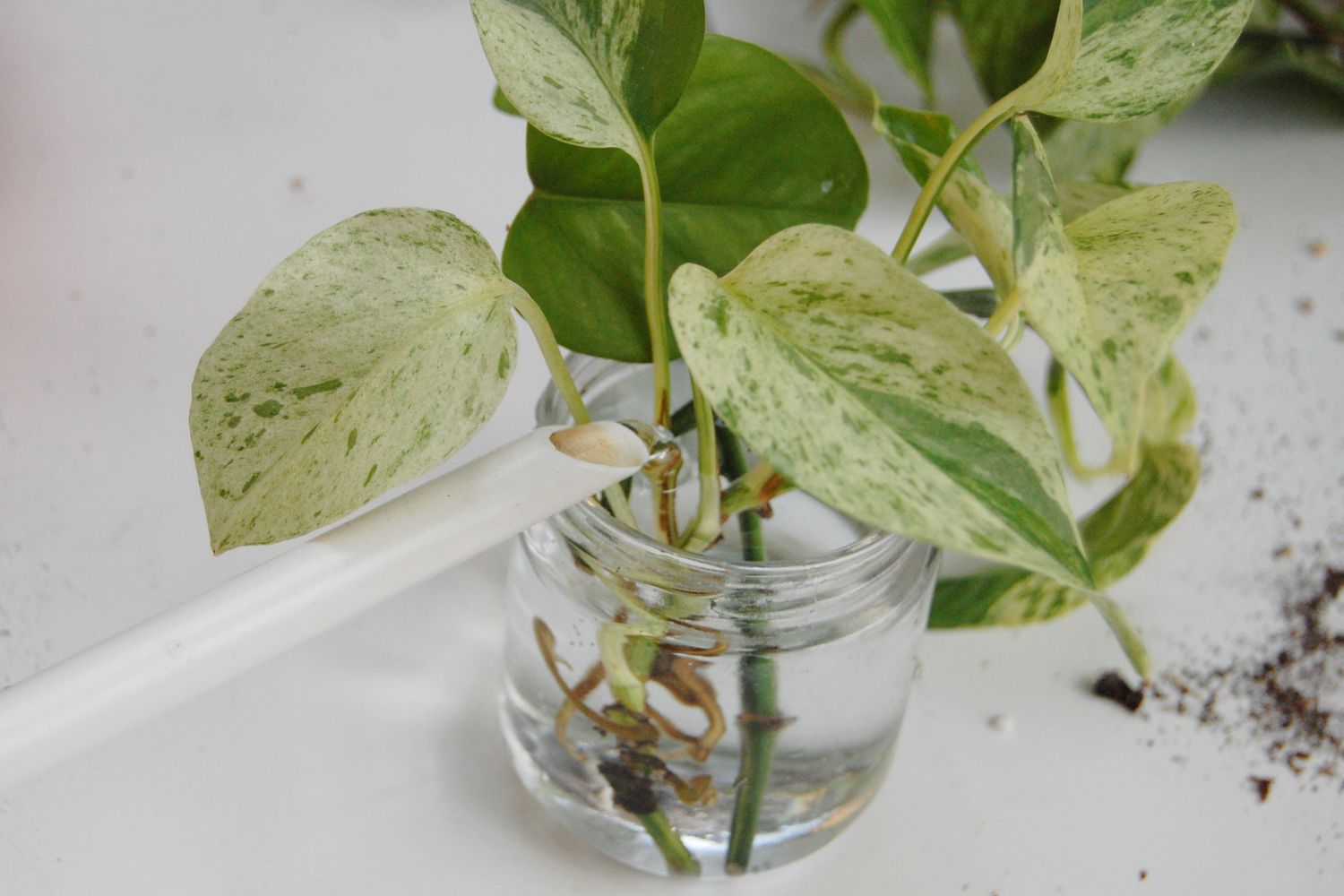 Pothos-Stecklinge in einem mit Wasser gefüllten Glasgefäß, in das frisches Wasser gegossen wird.