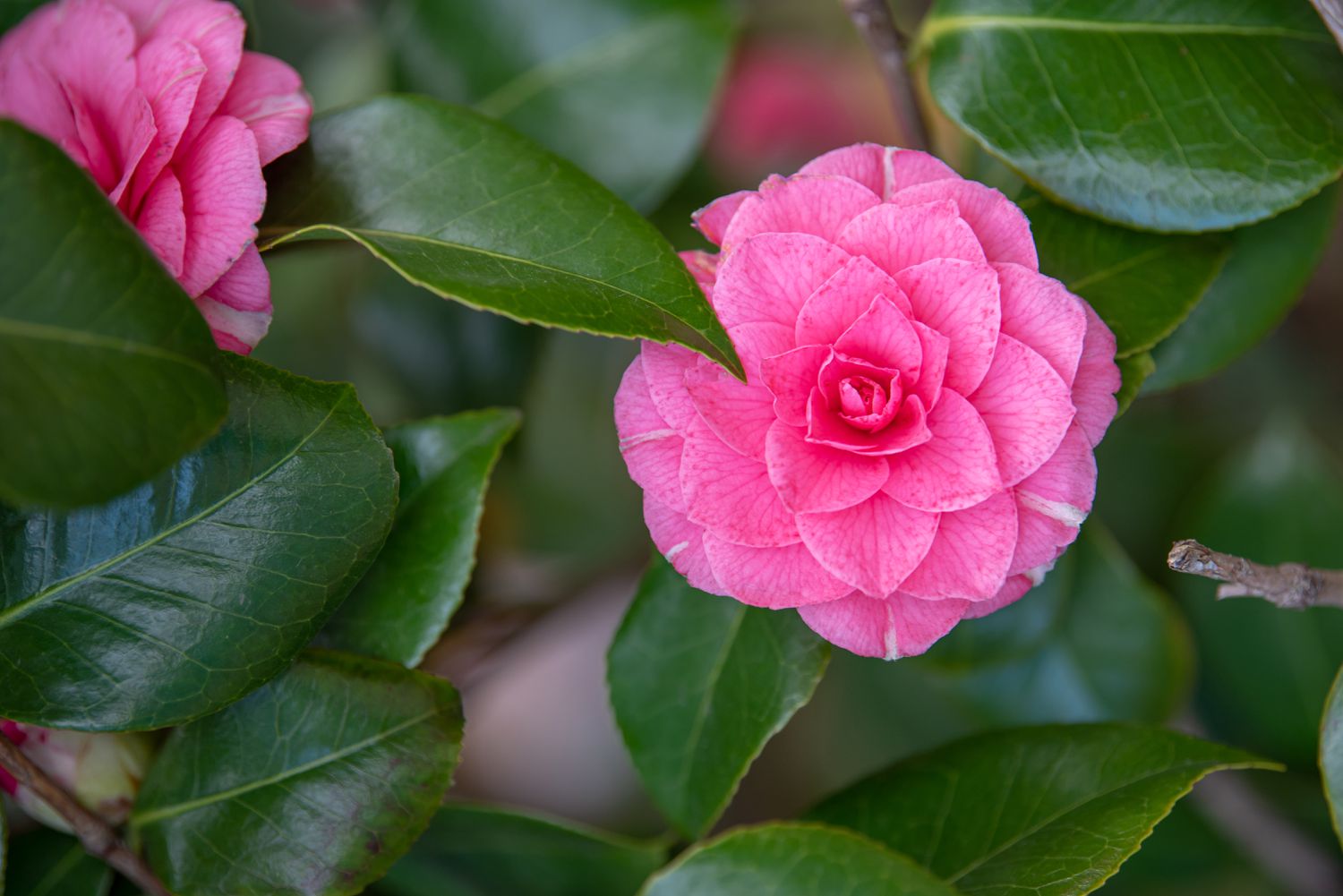 Kamelienpflanze mit rosa kreisförmigen Blüten, umgeben von Blättern