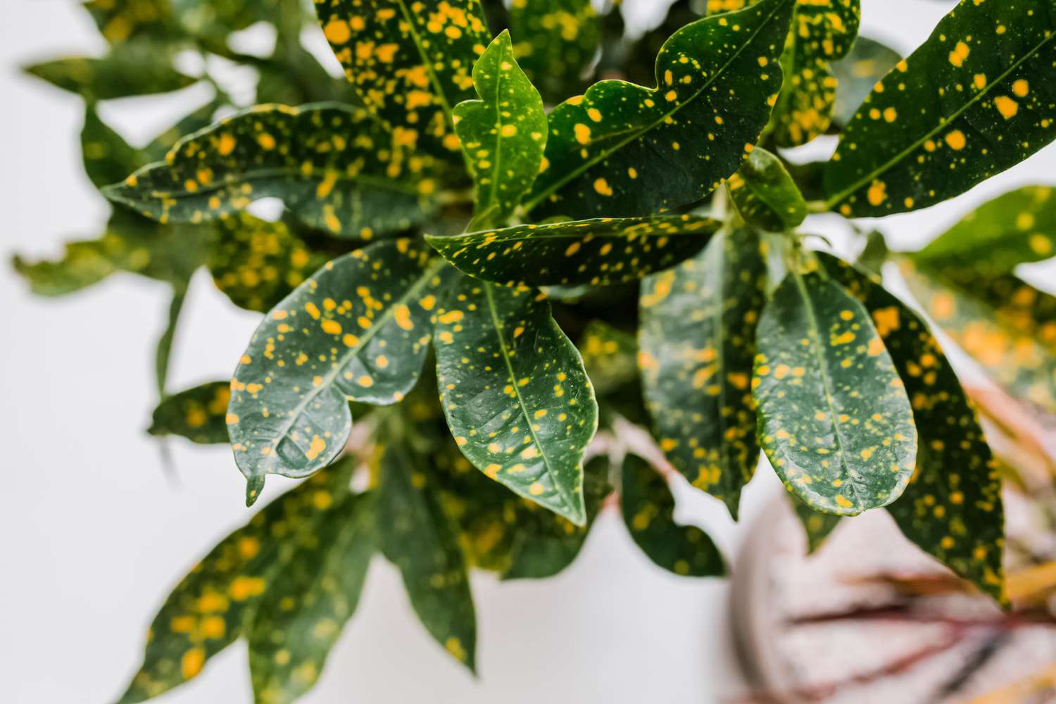 Planta de cróton com folhas verde-escuras e manchas amarelas salpicadas em todo o closeup