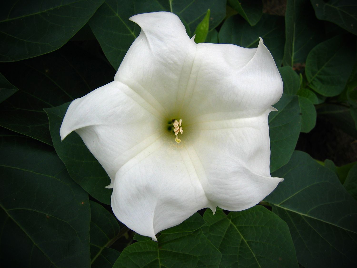 moonflower with leaves