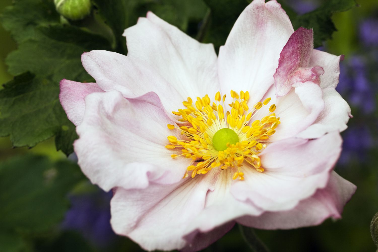 'Queen Charlotte'-Anemone mit rosa gefärbten weißen Blütenblättern