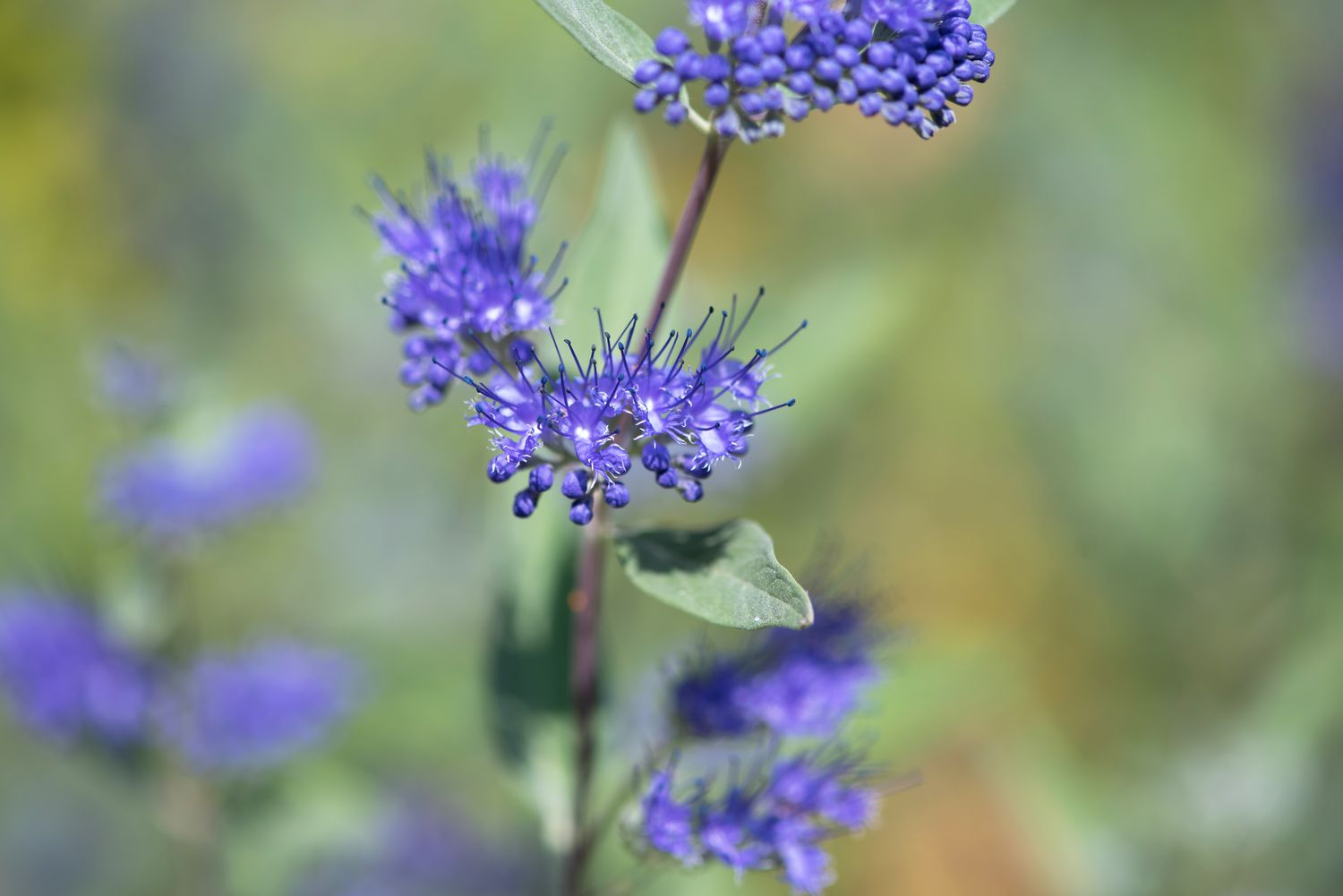 Blaubartpflanze mit winzigen lila Blütenbüscheln in Nahaufnahme