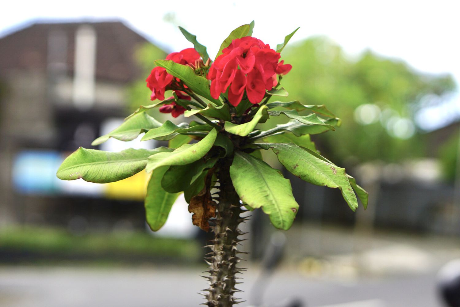 Dornenkrone Pflanze rote Blüten und Dornen an einem Stiel