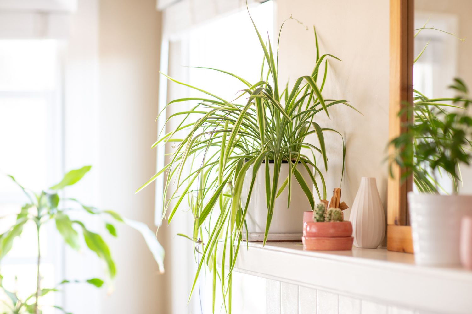 a spider plant growing on a mantel