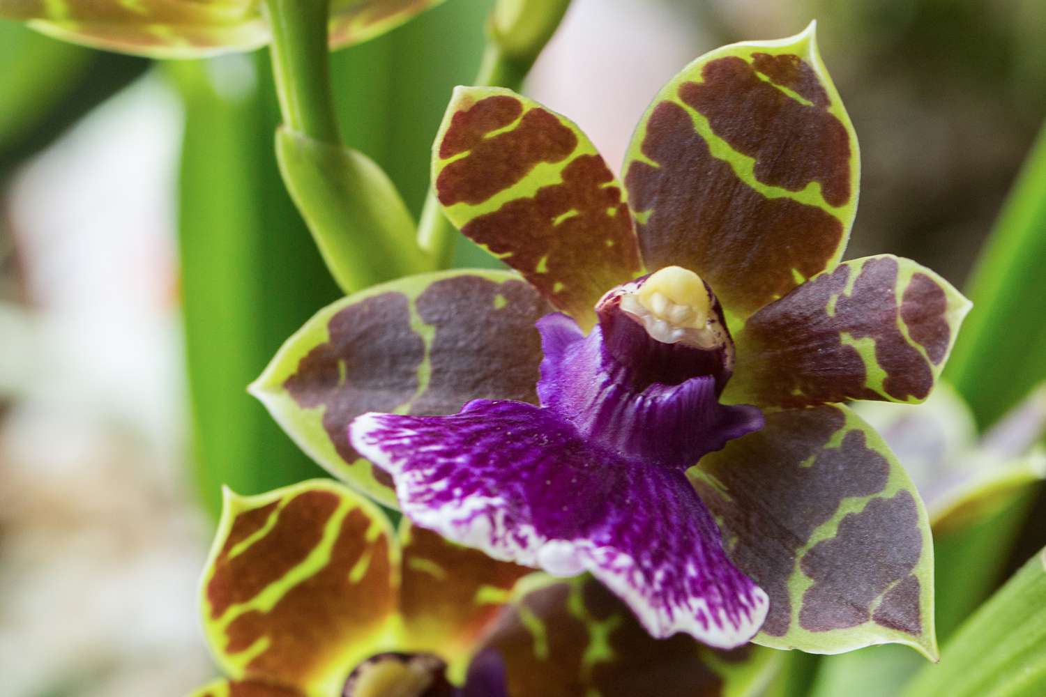 Zygopetalum-Orchidee mit weinroten und grünen Blütenblättern hinter hellvioletter Lippe in Nahaufnahme 
