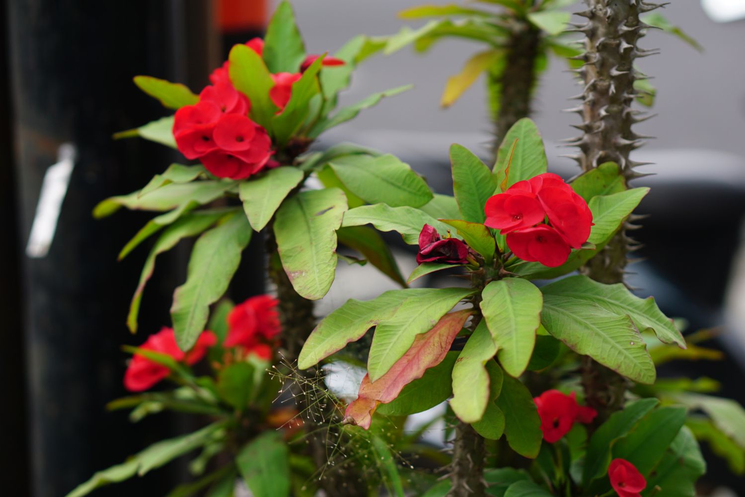 Dornenkrone mit Dornen am Stiel und roten Blüten