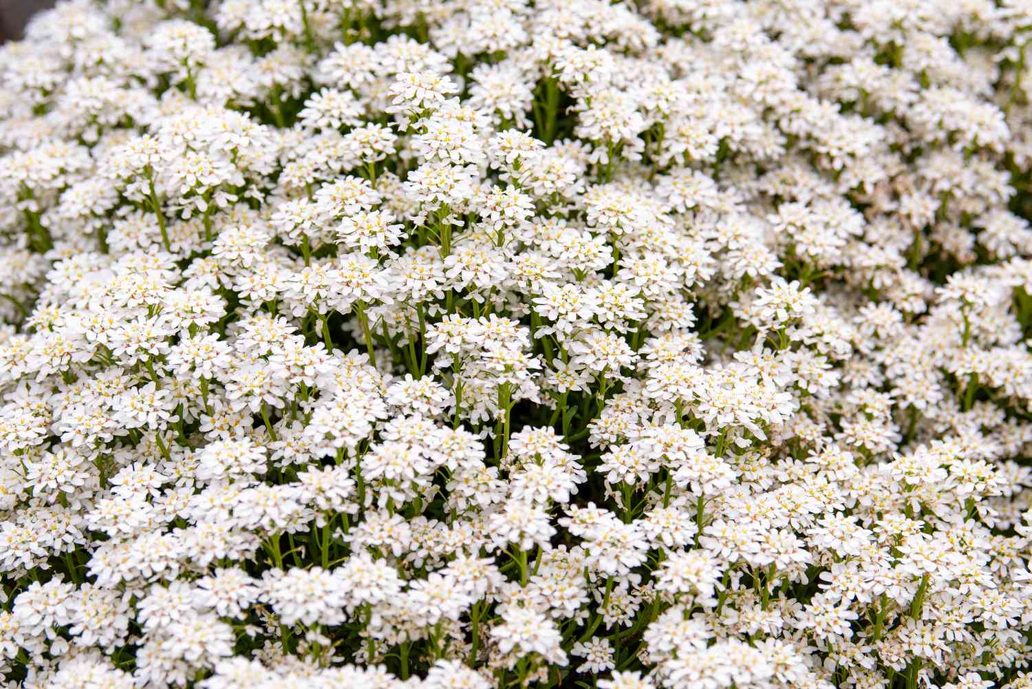 Candytuft planta com pequenas flores brancas agrupadas densamente