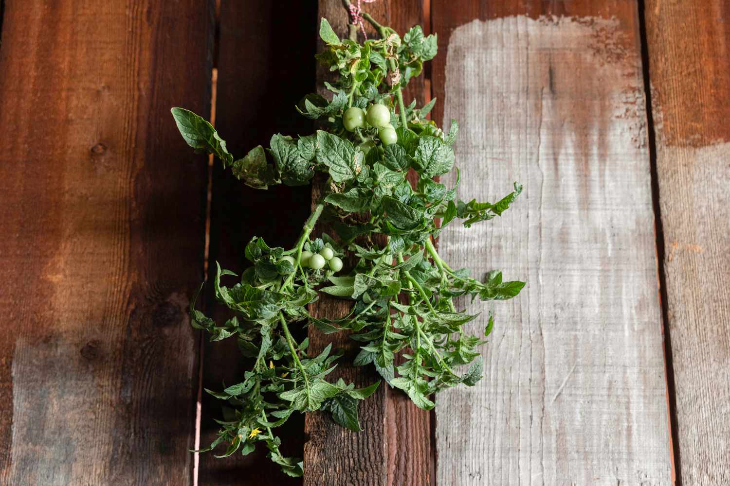 Tomato plant lifted and placed on wooden surface