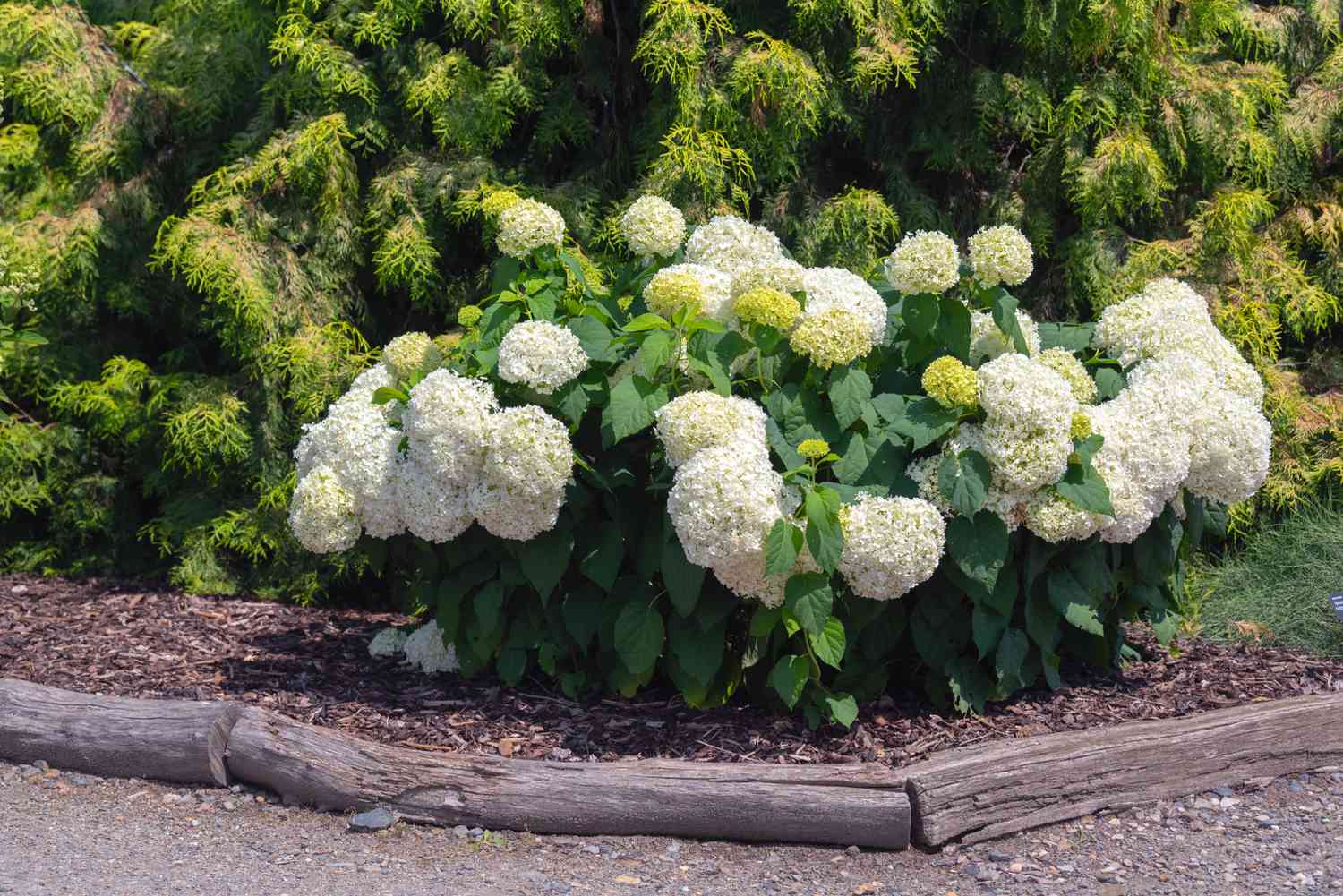 Vista frontal del arbusto de hortensias Annabelle