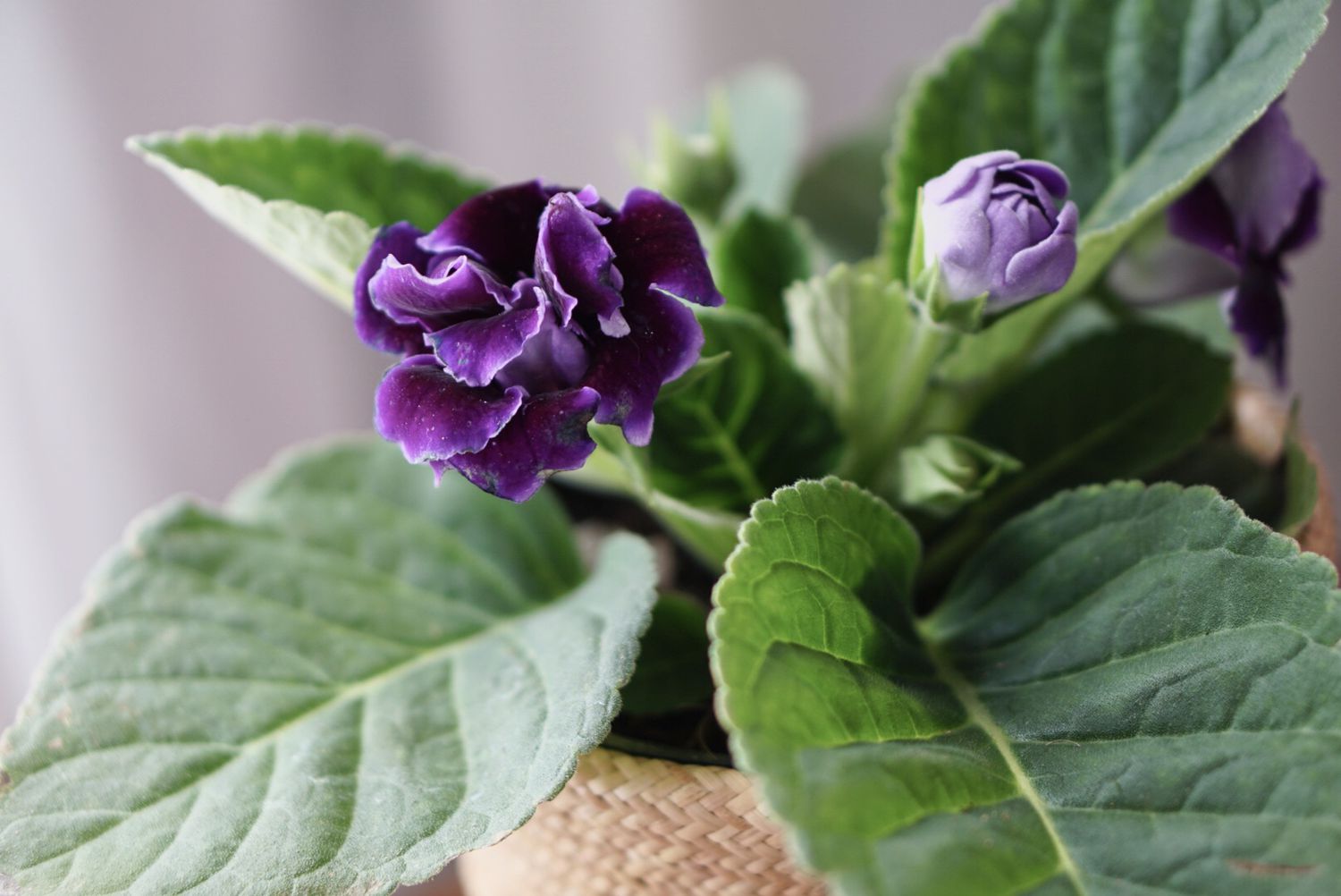 Gloxinia senningia Hybridpflanze mit violetter Blüte und hellvioletter Knospe in Nahaufnahme
