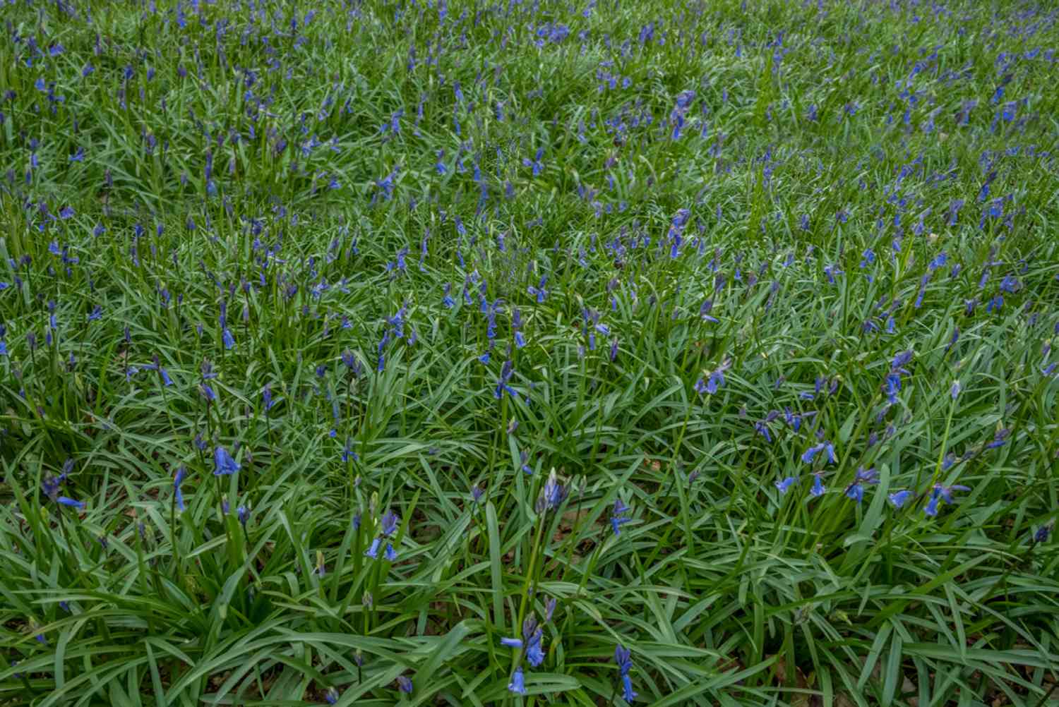 Englische Glockenblumen mit kleinen blauen Blüten und langen Blättern im Feld