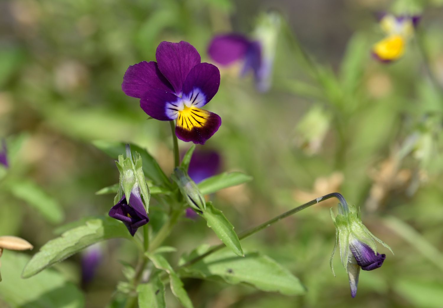 Johnny Jump Up Violen mit tiefvioletten und gelben Blüten und Knospen an dünnen Stielen in Nahaufnahme