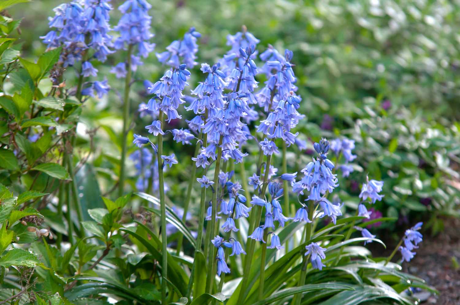 Spanish bluebell plant with blue flowers in garden