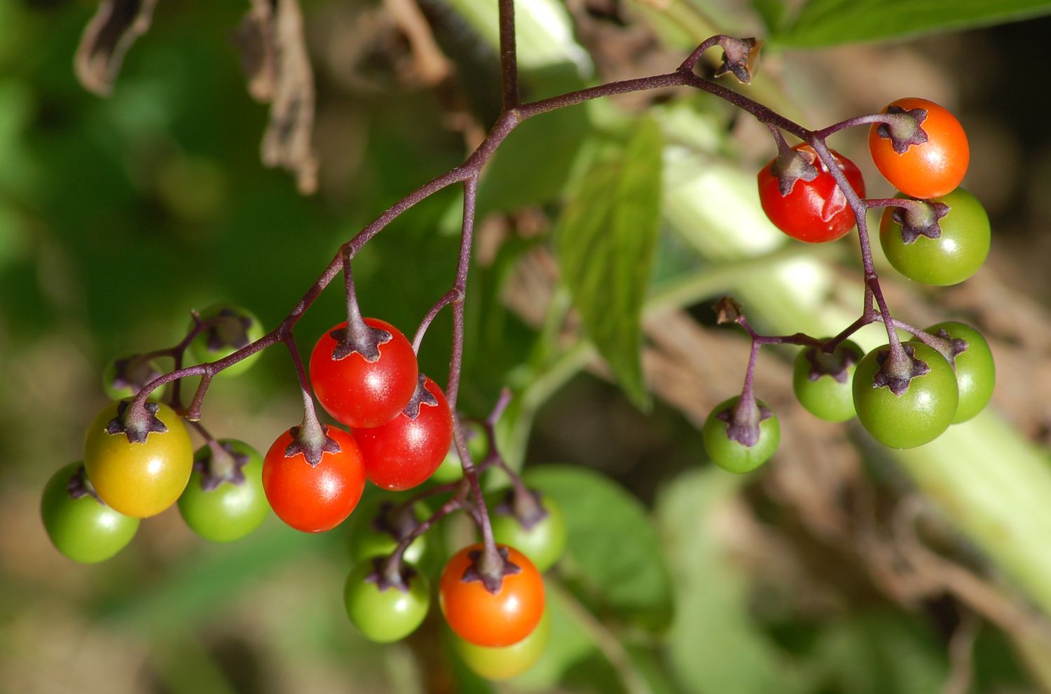 Bunte bittersüße Nachtschattenbeeren.