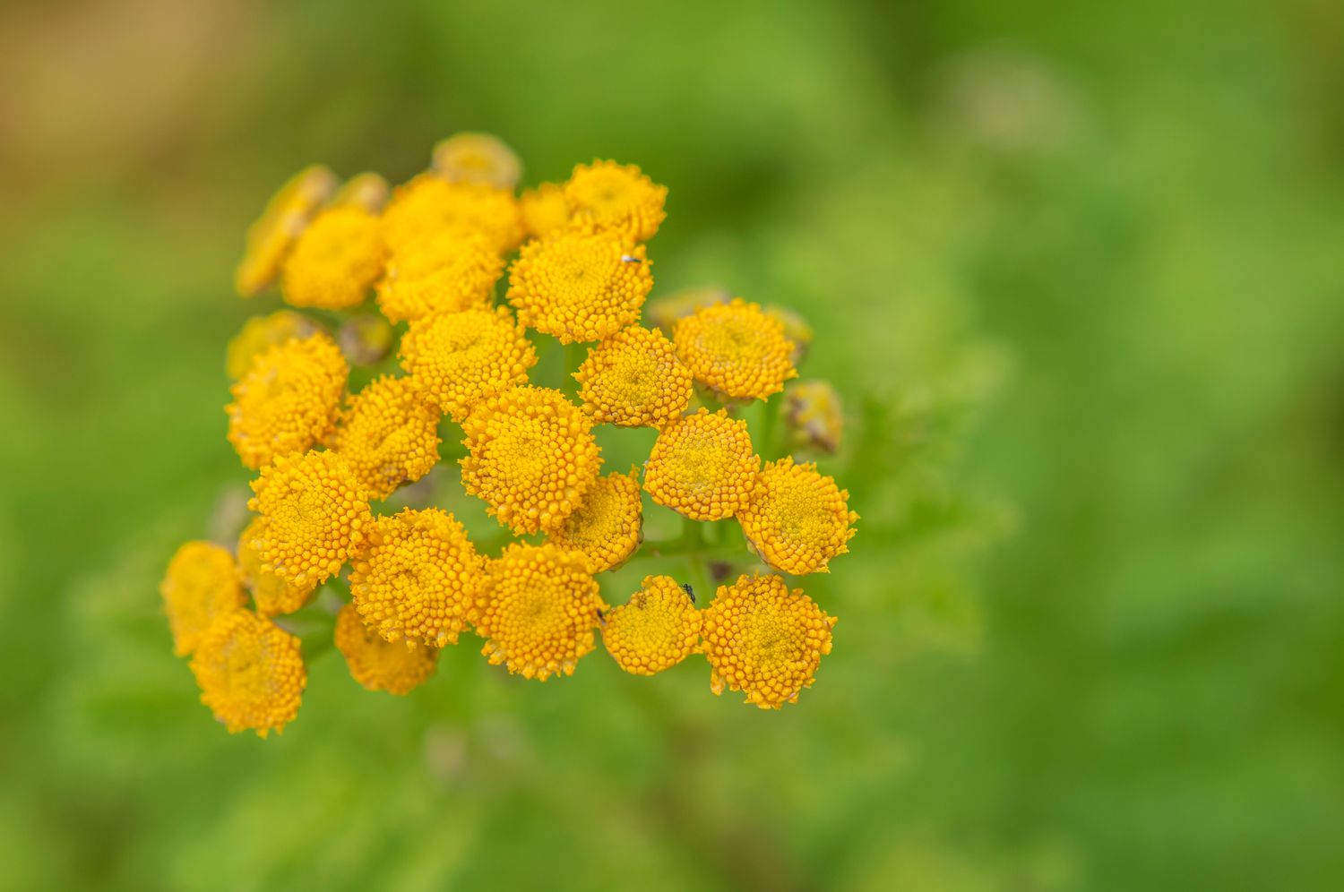 Como identificar e remover a tansy comum