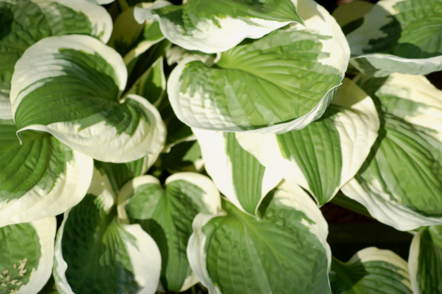 'Patriot'-Hosta mit grünen, weiß umrandeten Blättern