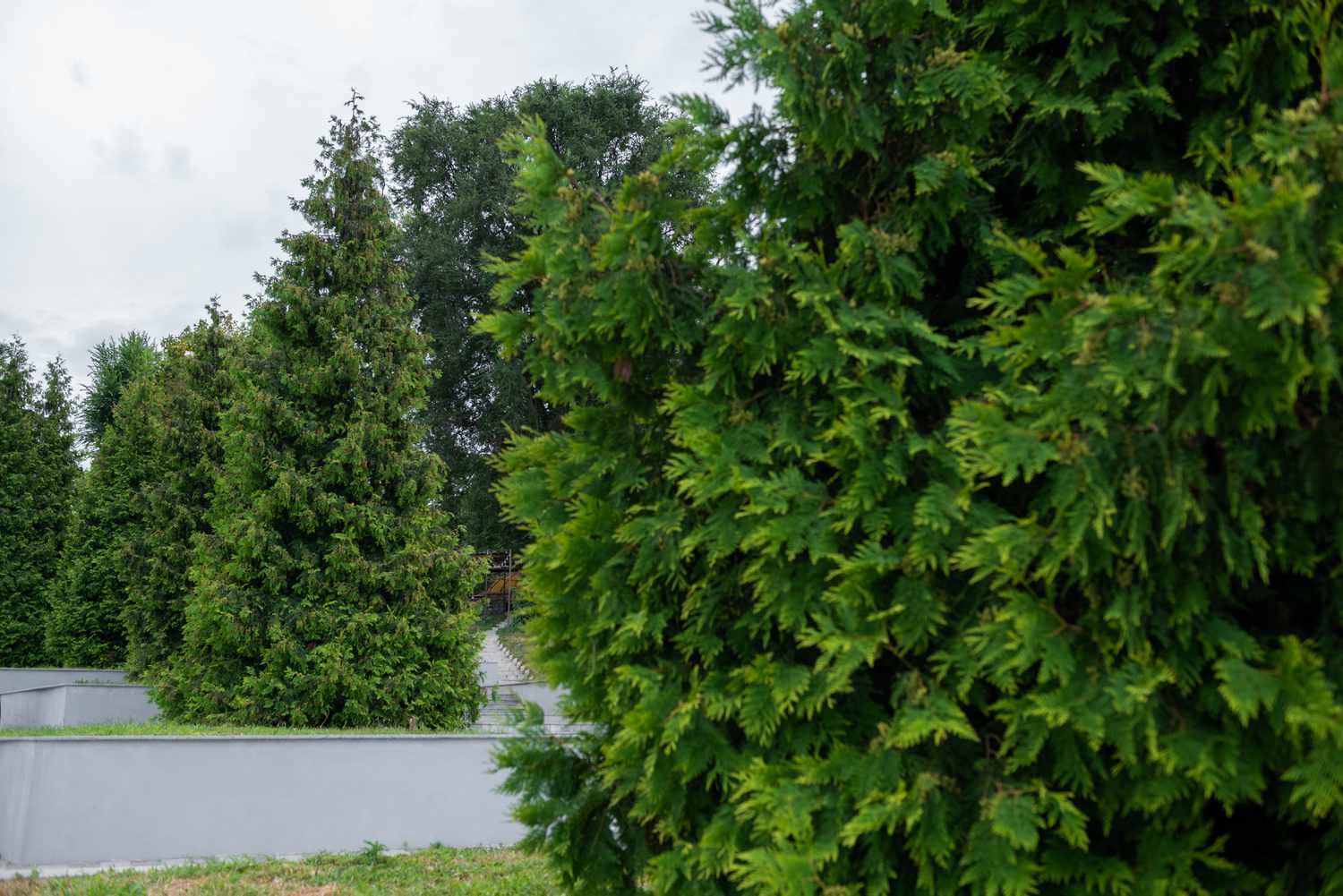 Riesige Arborvitae-Bäume in Dreiecksform auf erhöhten Landschaften getrimmt