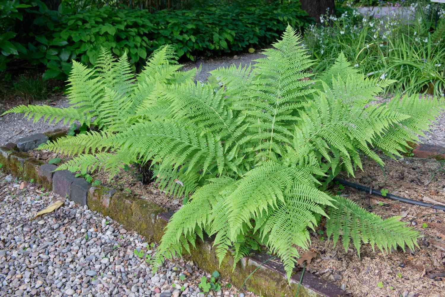 Plantas de samambaia com frondes grandes e texturizadas no jardim