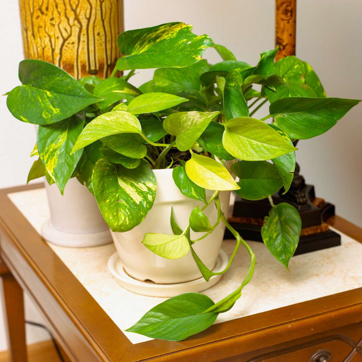 pothos dorado planta del dinero en maceta blanca