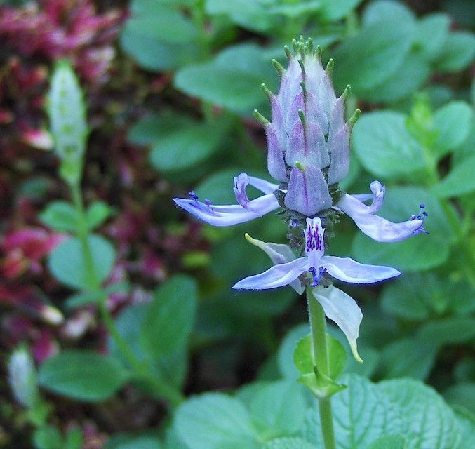 Hellblaue Blütenähre mit sich öffnenden Knospen, im Hintergrund rundblättriges saftiges grünes Laub