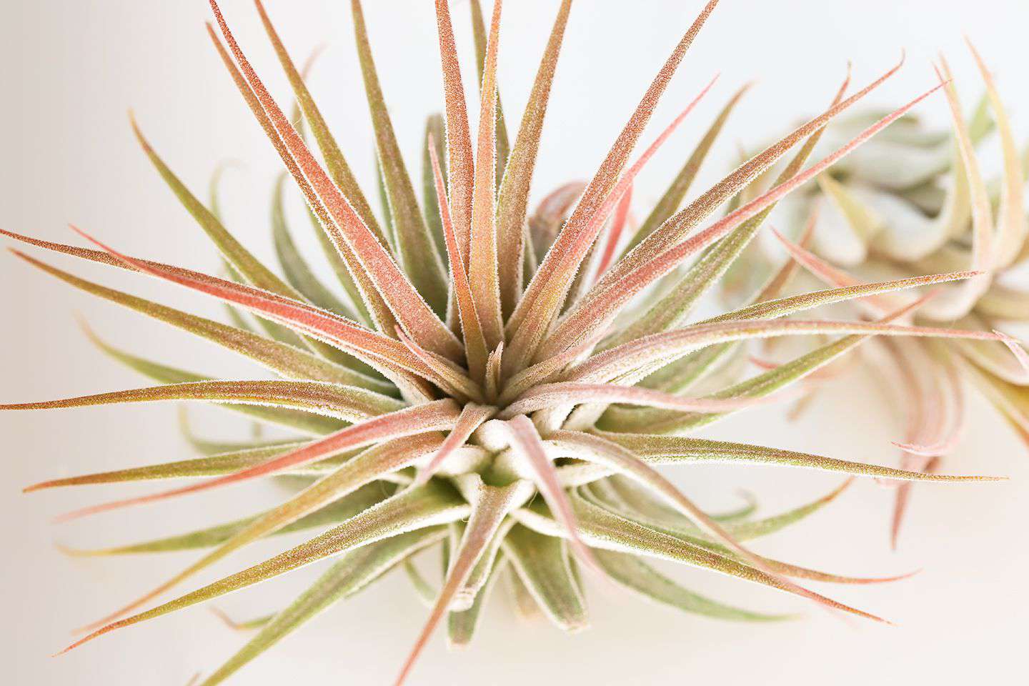 Tillandsia air plant with light pink and green spiky leaves