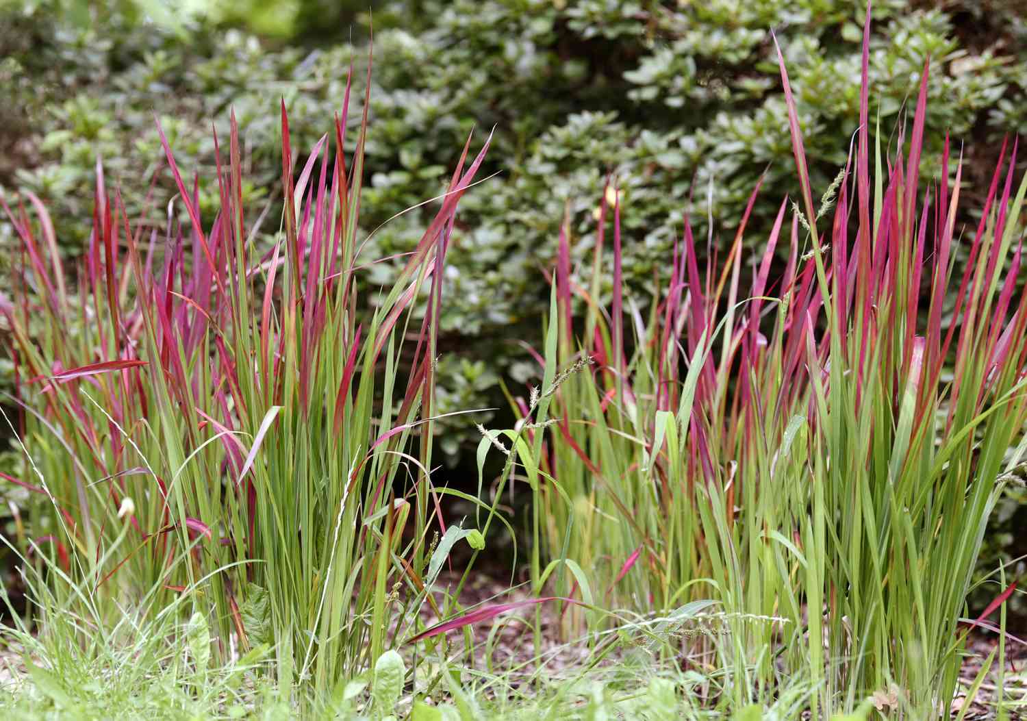 Japanisches Blutgras mit hohen, stacheligen, grünen und rosafarbenen Blattspreiten, die zusammengeballt sind