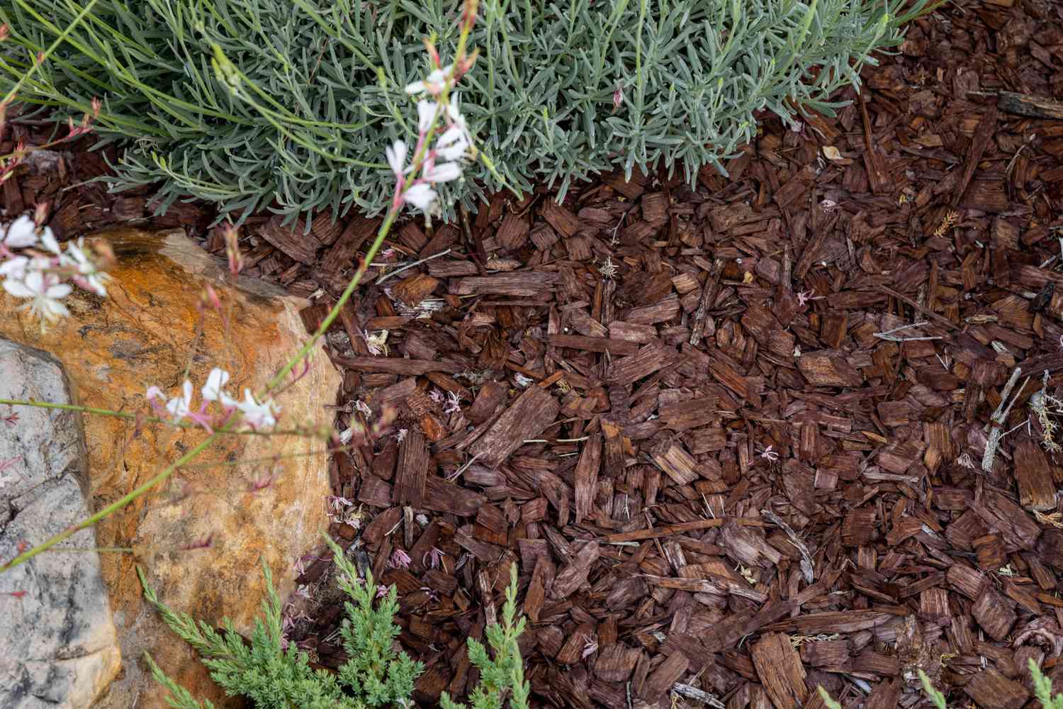 Mulch covering soil next to outdoor plants and rock