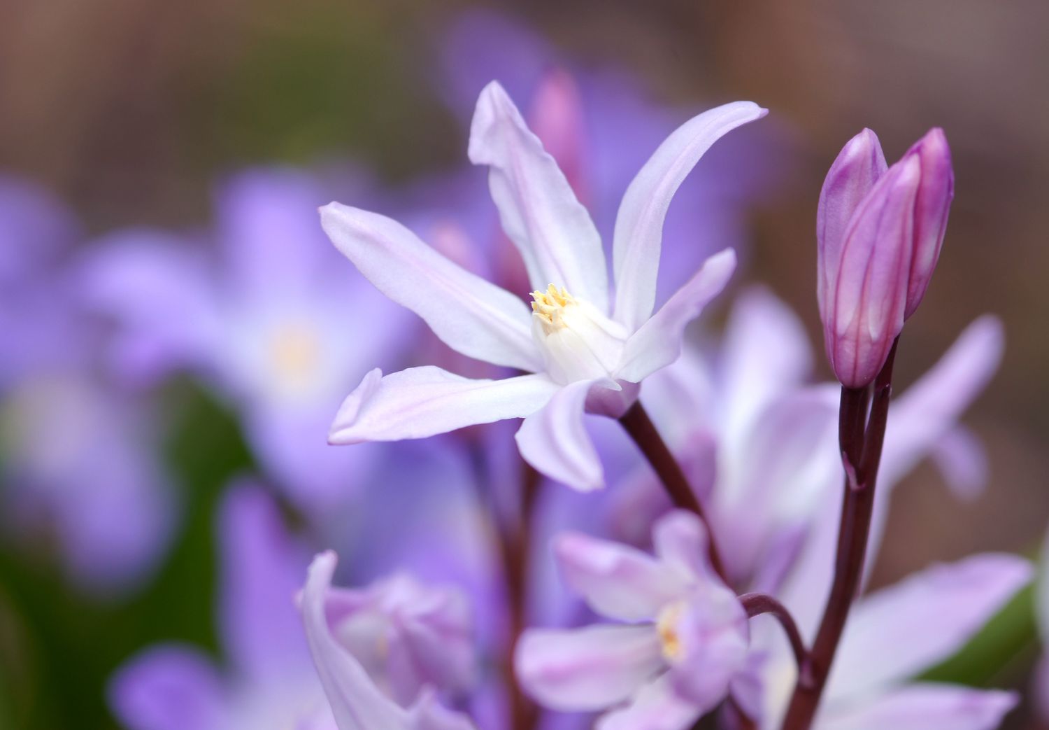 Chionodoxa Pflanze in Blüte.