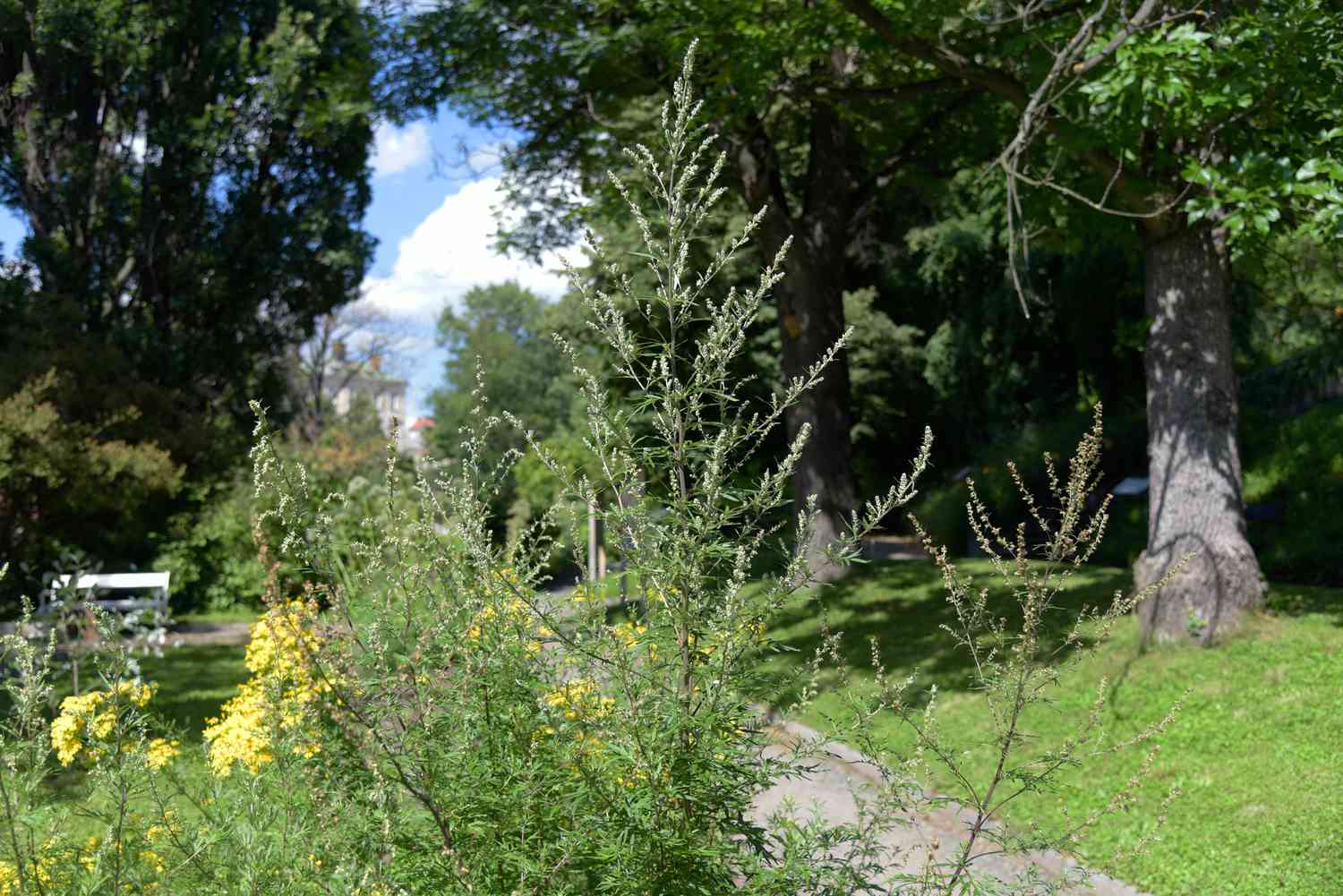 Beifußpflanze mit hohen dünnen Stängeln mit kleinen gelben Blüten am Wegesrand