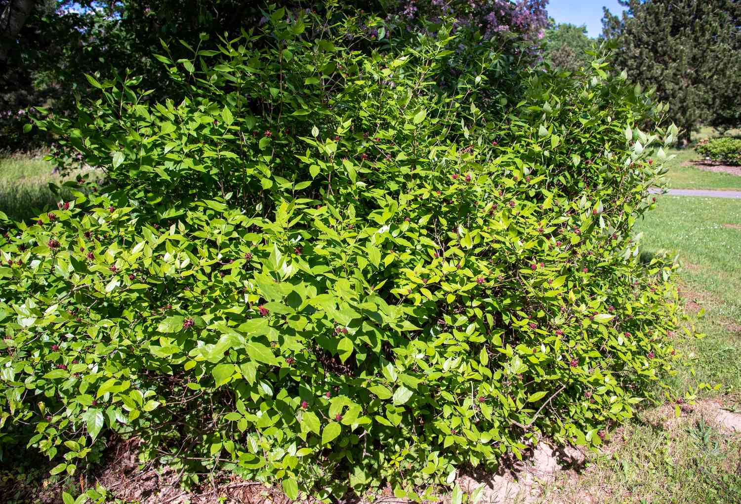 Carolina-Pfefferstrauch mit dichten und hellgrünen Blättern